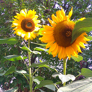 sunflower300-300